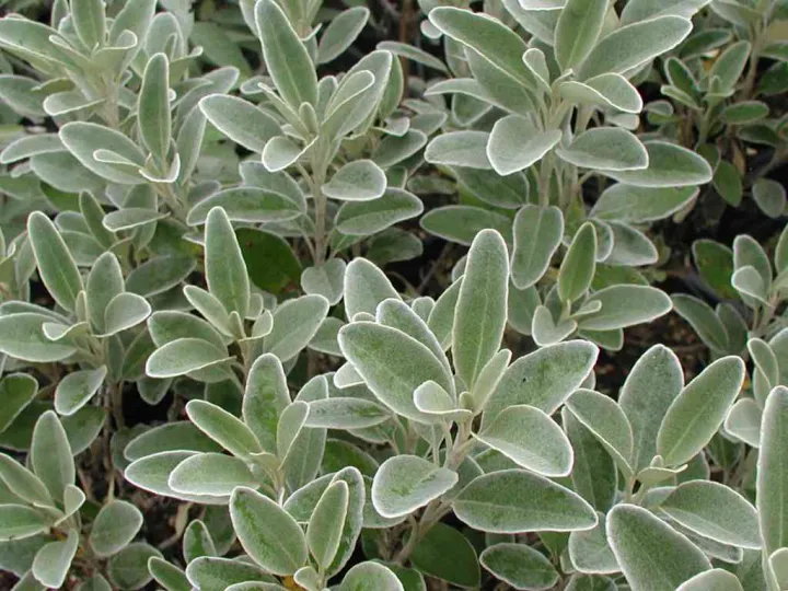 Brachyglottis greyi (Senecio greyi)