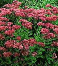 Sedum telephium 'Herbstfreude'