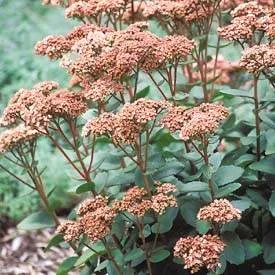 Sedum 'Matrona'