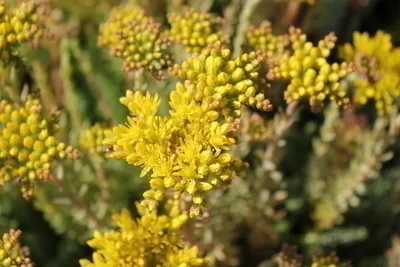 Sedum reflexum