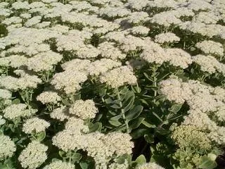 Sedum spectabile 'Iceberg'