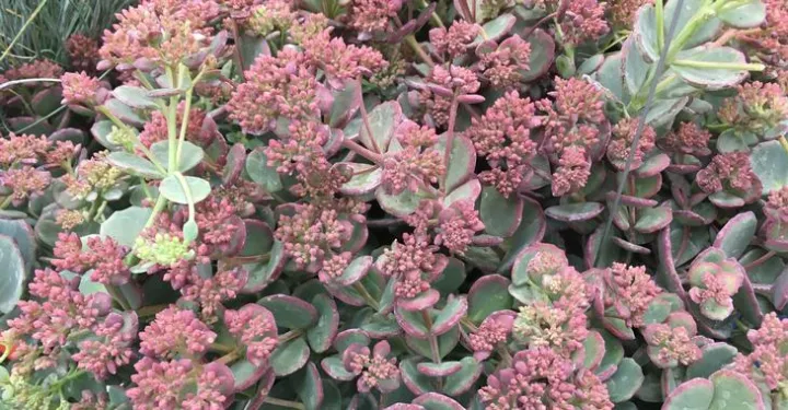 Sedum sieboldii 'Variegata'