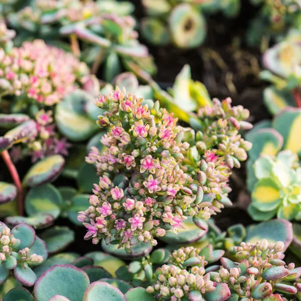 Sedum sieboldii 'Mediovariegatum'