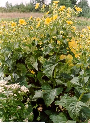 Silphium perfoliatum