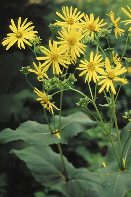 Silphium perfoliatum