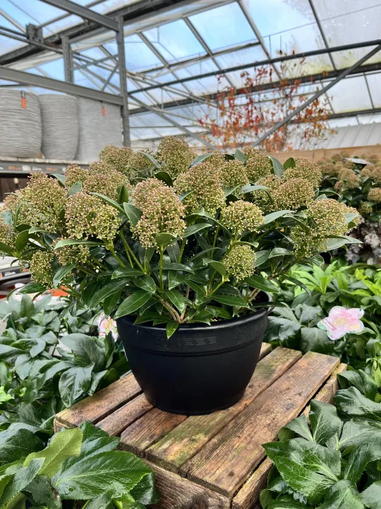 Skimmia japonica 'Finchy'