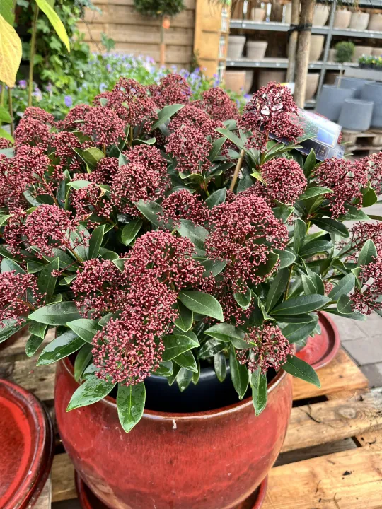 Skimmia japonica 'Rubella'
