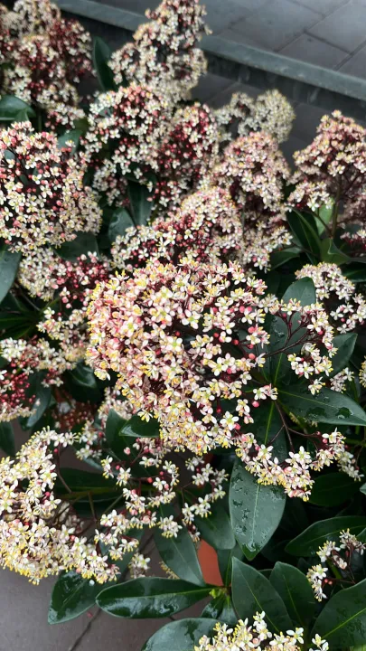 Skimmia japonica 'Rubella'