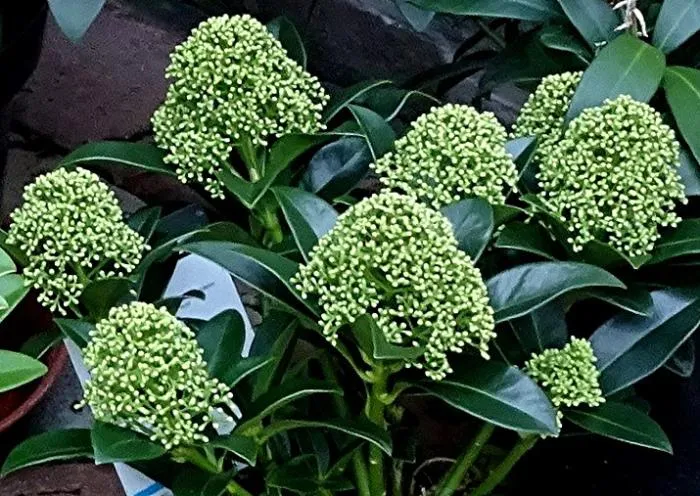 Skimmia japonica 'White Globe'