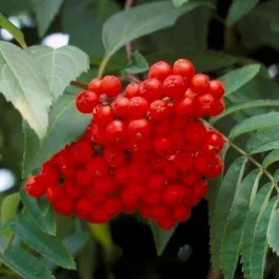 Sorbus aucuparia