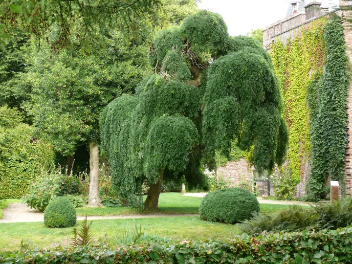 Sophora japonica 'Pendula'