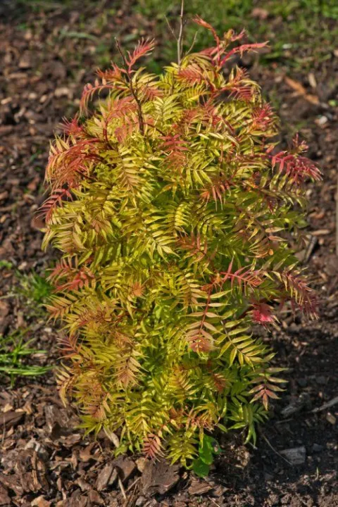 Sorbaria sorbifolia 'Sem'
