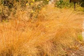 Sporobolus airoides 'Delicatesse'