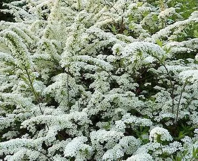 Spiraea arguta