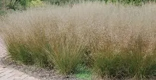 Sporobolus heterolepis