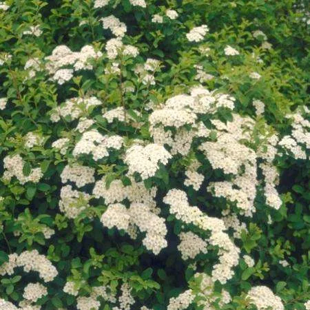 Spiraea japonica 'Albiflora'