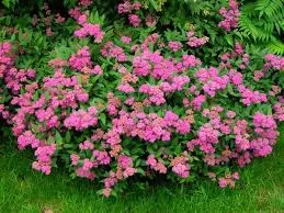 Spiraea japonica 'Anthony Waterer'