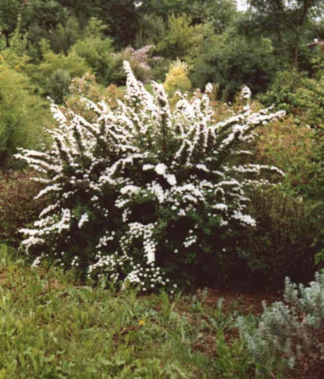 Spiraea nipponica 'Snowmound'