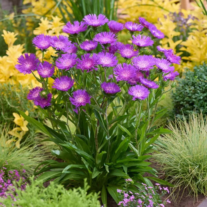 Stokesia 'Amethyst'