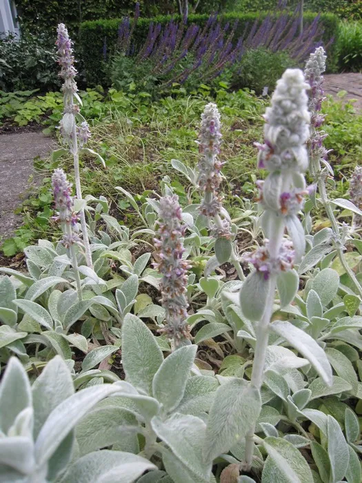 Stachys byzantina