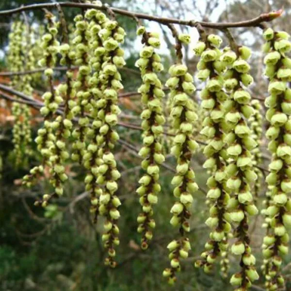 Stachyurus chinensis 'Celina'