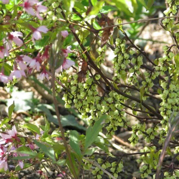 Stachyurus chinensis 'Celina'