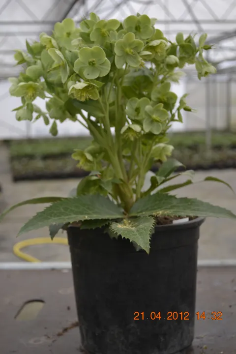 Helleborus x sternii