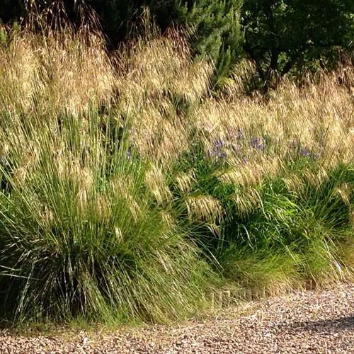 Stipa gigantea