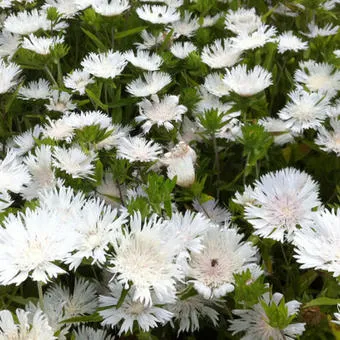 Stokesia laevis 'White'