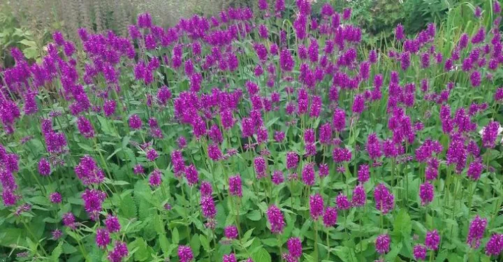 Stachys monieri 'Summer Grapes'