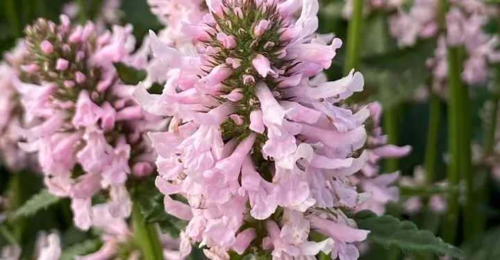 Stachys monieri 'Summer Sweets'