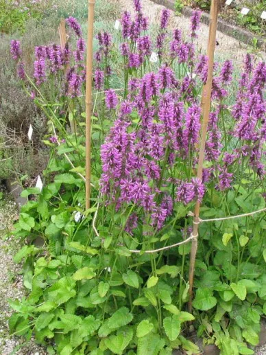 Stachys officinalis