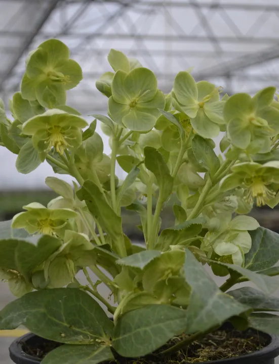 Helleborus x sternii 'Remi'