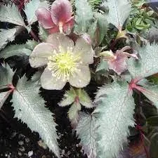 Helleborus x sternii 'Silver Dollar'