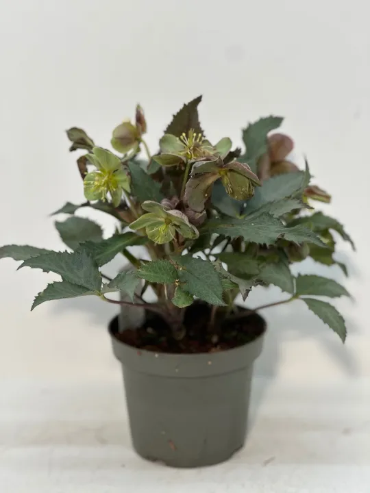 Helleborus argutifolius 'Silver Lace'