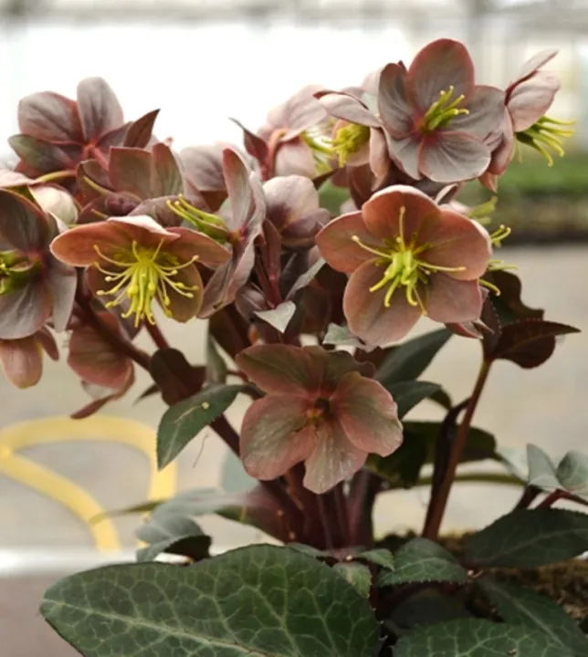 Helleborus x sternii 'Tom'