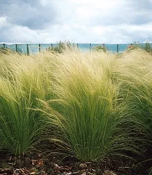 Stipa tenuissima 'Ponytails'