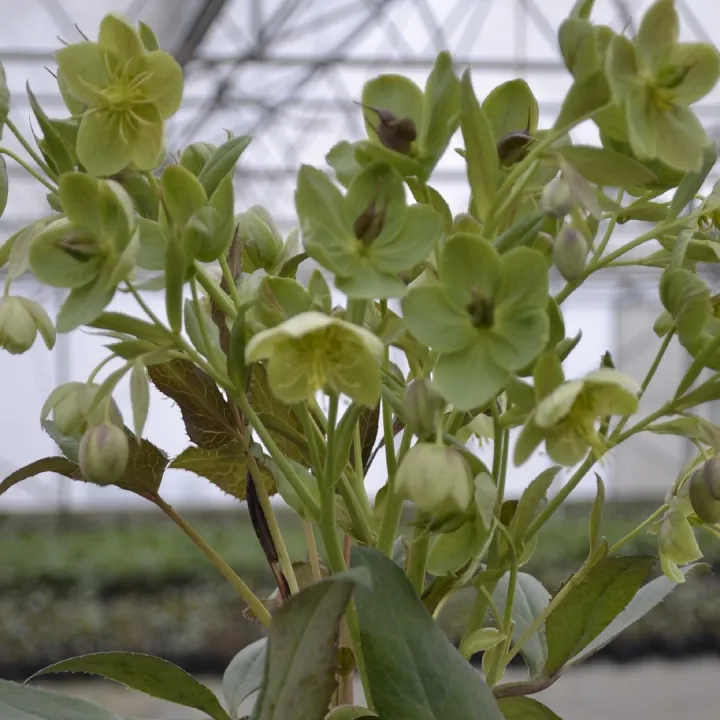 Helleborus x sternii 'Wilgenbroek'