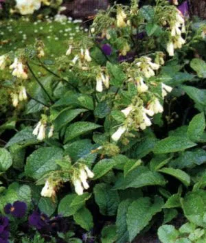 Symphytum grandiflorum