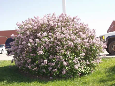 Syringa meyeri 'Palibin'