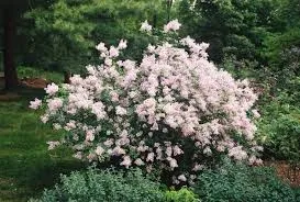 Syringa microphylla 'Superba'