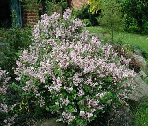 Syringa 'Red Pixie'