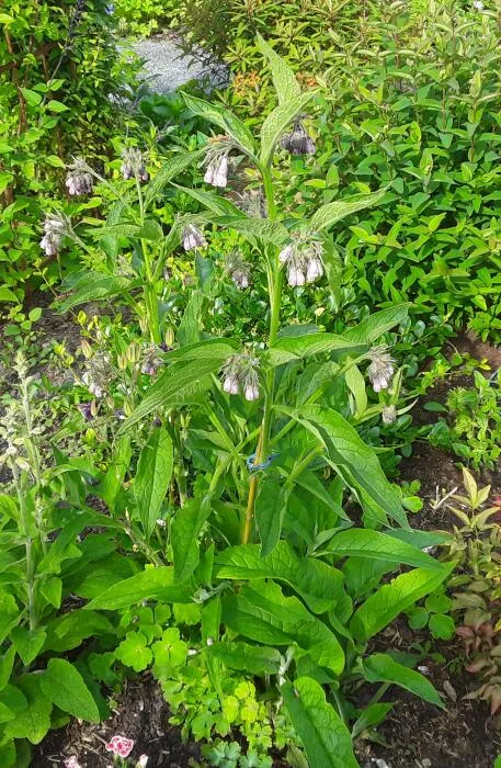 Symphytum uplandicum