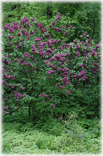Syringa vulg. 'Charles Joly'