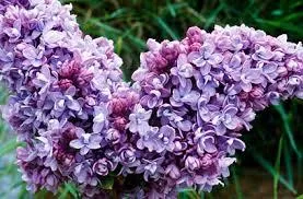 Syringa vulg. 'Katherine Havemeyer'