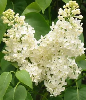 Syringa vulg. 'Primrose'