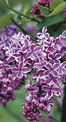 Syringa vulg. 'Sensation'