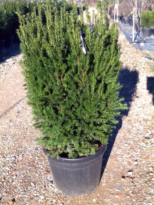 Taxus baccata 'Hilii'