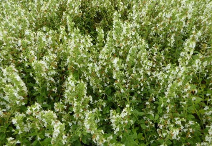 Teucrium chamaedrys 'Alba'