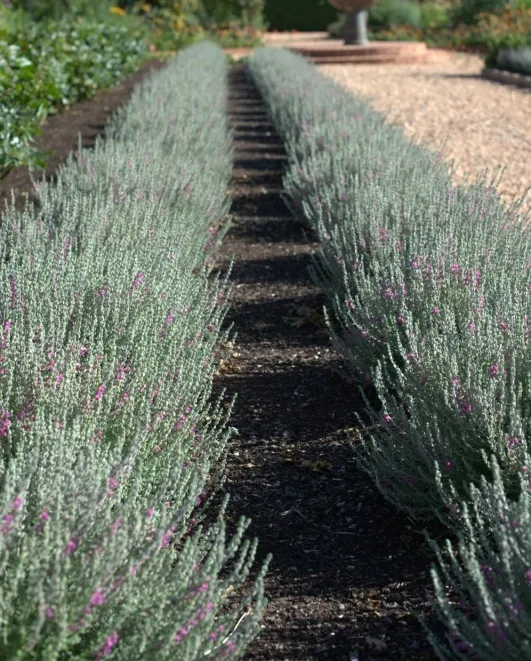 Teucrium lucidrys